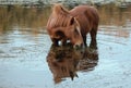 Rusty brown bay wild horse stallion grazing on eel grass in the Salt River near Phoenix Arizona USA Royalty Free Stock Photo