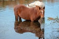 Rusty brown bay wild horse stallion and white mare grazing on eel grass in the Salt River near Phoenix Arizona USA Royalty Free Stock Photo