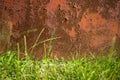 Rusty brown old metal background and a lower border of green grass. Corrosion texture. Focus on the rusty wall Royalty Free Stock Photo