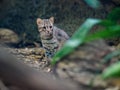 Rusty cat in zoo Royalty Free Stock Photo