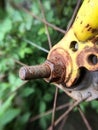 Rusty chain bicycle