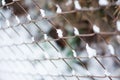 Rusty chain link iron fence in winter Royalty Free Stock Photo