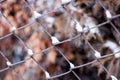 Rusty chain link iron fence in winter Royalty Free Stock Photo