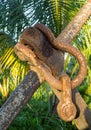 Rusty chain links on large anchor in garden Royalty Free Stock Photo