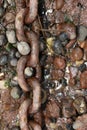 Rusty Chain on Pebble Beach Royalty Free Stock Photo
