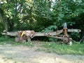 Chassis of old Landrover in grass