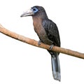 Rusty-cheeked hornbill