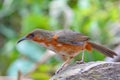 Rusty-cheeked scimitar babbler bird