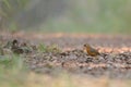 Rusty-cheeked Scimitar-Babbler, Bird on ground