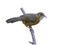 Rusty-cheeked Scimitar Babbler, bird isolated perching on branch