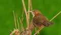 Rusty-cheeked scimitar babbler