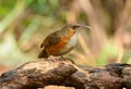 Rusty-cheeked Scimitar-Babbler Pomatorhinus erythrogenys