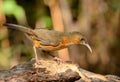 Rusty-cheeked Scimitar-Babbler Pomatorhinus erythrogenys