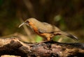 Rusty-cheeked Scimitar-Babbler Pomatorhinus erythrogenys