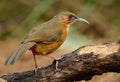 Rusty-cheeked Scimitar-Babbler Pomatorhinus erythrogenys