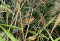 Rusty-cheeked Scimitar-Babbler (Pomatorhinus erythrogenys)