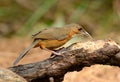 Rusty-cheeked Scimitar-Babbler (Pomatorhinus erythrogenys)