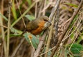 Rusty-cheeked Scimitar-Babbler (Pomatorhinus erythrogenys) Royalty Free Stock Photo