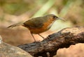 Rusty-cheeked Scimitar-Babbler (Pomatorhinus erythrogenys)