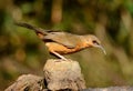 Rusty-cheeked Scimitar-Babbler (Pomatorhinus erythrogenys)