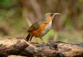 Rusty-cheeked Scimitar-Babbler (Pomatorhinus erythrogenys)