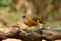 Rusty-cheeked Scimitar-Babbler (Pomatorhinus erythrogenys)