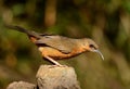 Rusty-cheeked Scimitar-Babbler Pomatorhinus erythrogenys