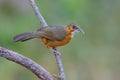 Rusty-cheeked Scimitar Babbler or Pomatorhinus erythrogenys, beautiful bird standing on branch.