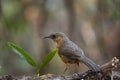 Rusty - cheeked Scimitar - Babbler