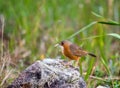 Rusty-cheeked Scimitar Babbler