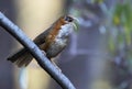 Rusty-cheeked scimiter babbler.