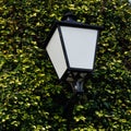 Rusty classic outdoor lamp on an exterior wall covered in green leaves