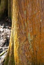 The Rusty Colored Bark Of A Louisiana Cypress Tree.