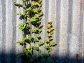 The rusty corrugated iron fence with weed leaf Royalty Free Stock Photo