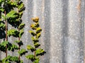 The rusty corrugated iron fence with the Phyllanthus reticulatus Poir leaf Royalty Free Stock Photo