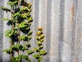 The rusty corrugated iron fence with the Phyllanthus reticulatus Poir leaf Royalty Free Stock Photo