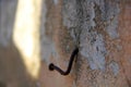 Rusty and crooked nail in wall