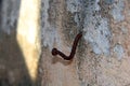 Rusty and crooked nail in wall