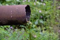 Rusty Drain Pipe with Algae