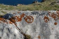 A rusty elegant sunburst lichen (Xanthoria elegans), growing upon the stone