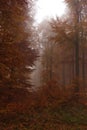 Rusty forrest and morning fog Royalty Free Stock Photo