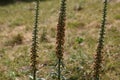 Rusty foxglove (Digitalis ferruginea) Royalty Free Stock Photo