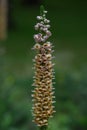 Rusty foxglove Digitalis ferruginea Gigantea, stalk with rusty coloured flower