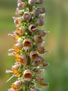 Rusty foxglove in flower. Digitalis ferruginea, Veronicaceae. Closeup up detail of reddish brown flowers.