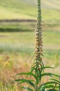 Rusty foxglove in flower. Digitalis ferruginea, Veronicaceae.