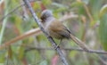 Rusty-fronted Barwing seen at Mishmi Hills Royalty Free Stock Photo