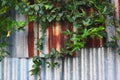 Rusty galvanized fence with ivy-covered Royalty Free Stock Photo