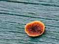 Rusty gilled polypore fungus