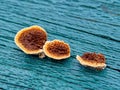 Rusty gilled polypore fungus