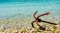 A rusty grapnel anchor lying on its side on shore.